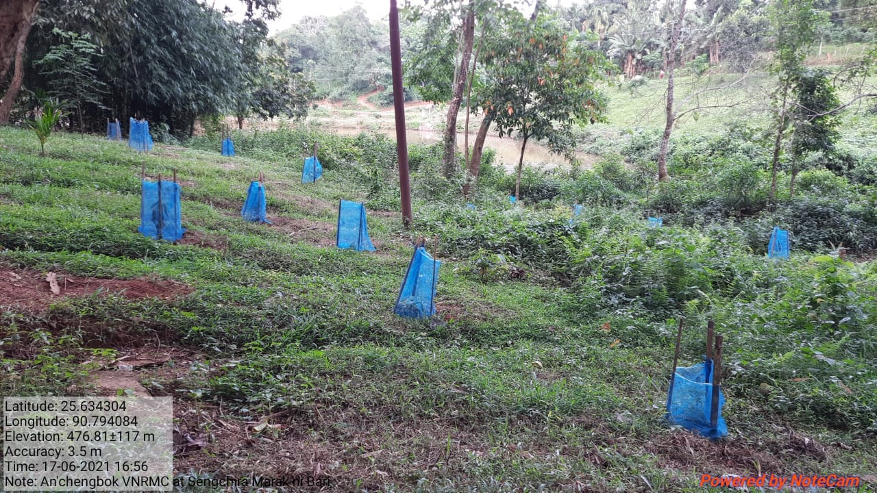 Anchengbok Agro forestry